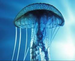 Cosa fare in caso di punture di medusa?